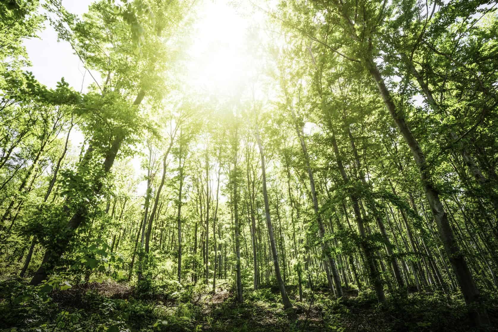 Reset Your Mood with a Forest Bath! Image