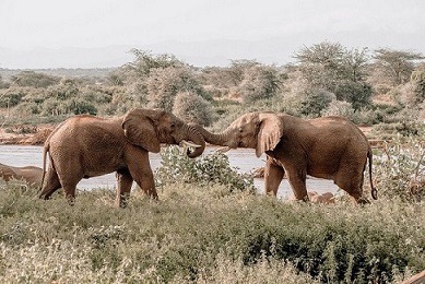 The “Elephant Sisterhood” Image