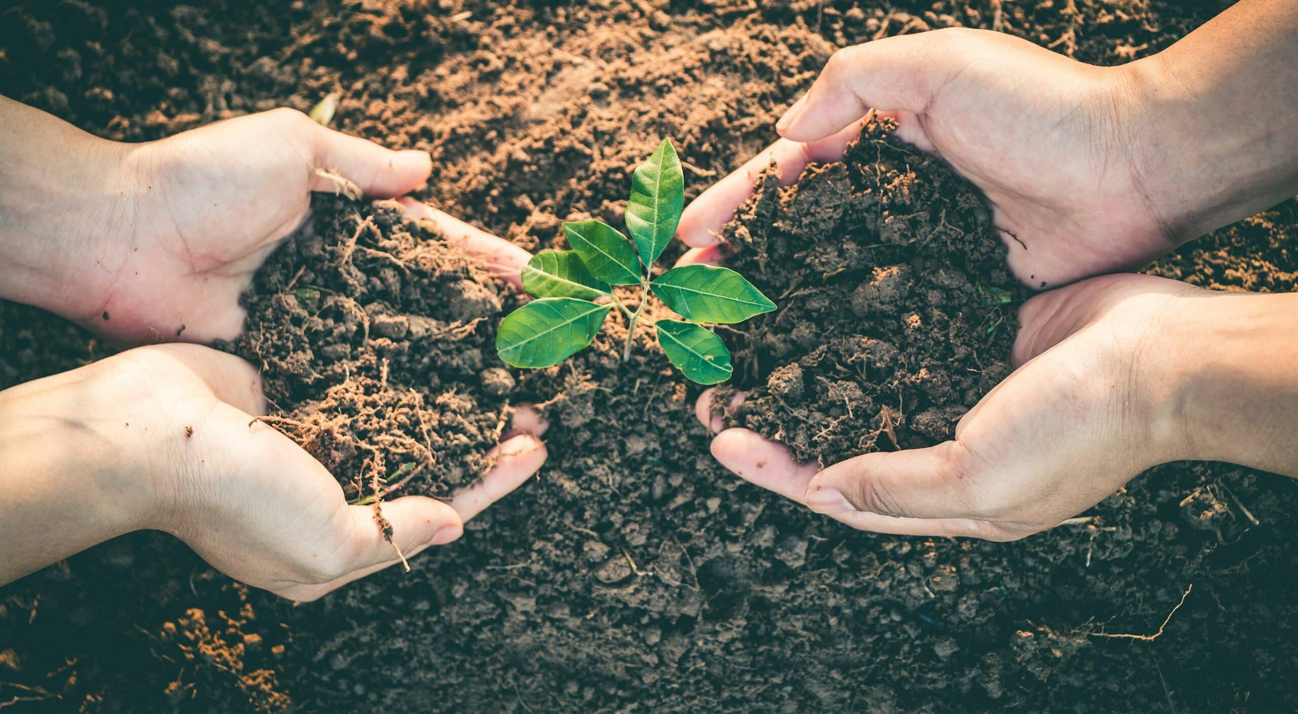 Mentorship in Counselling Image