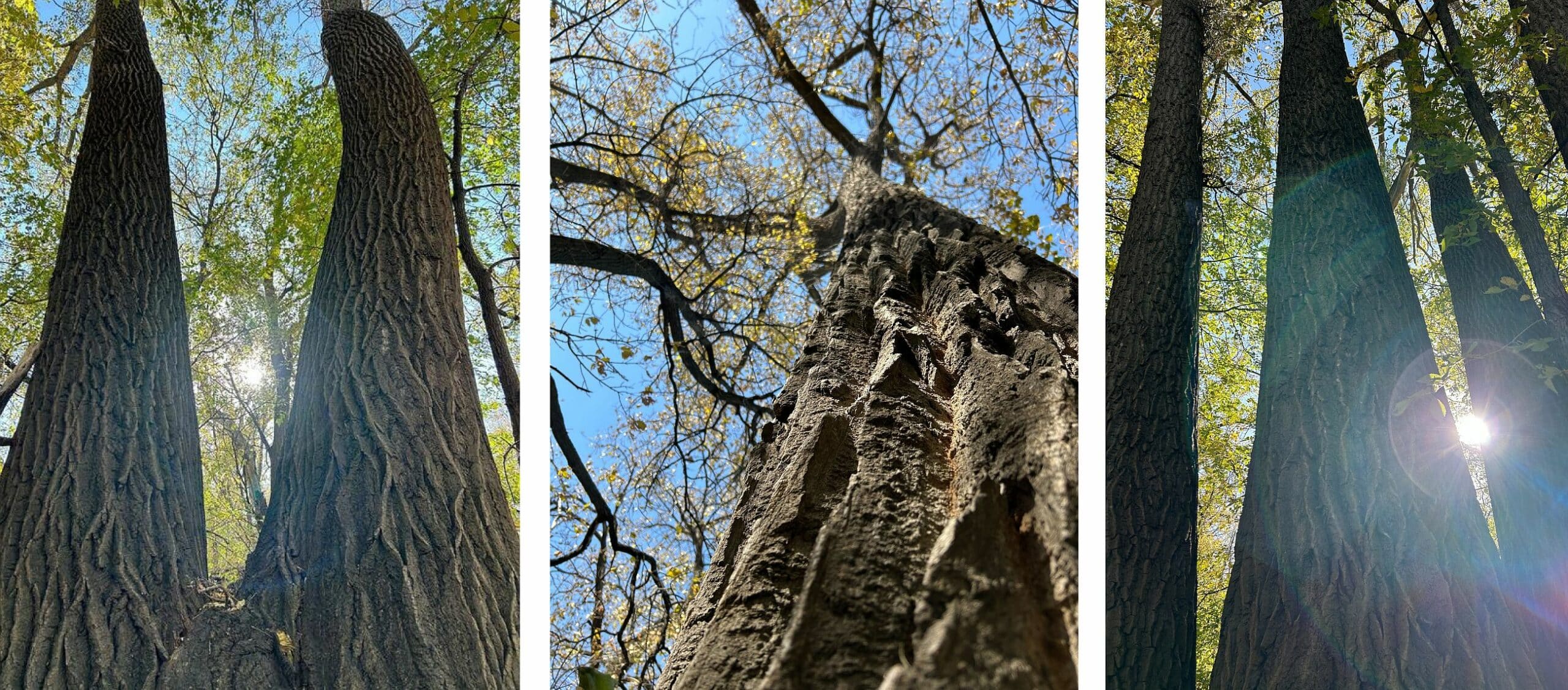 Two-Eyed Seeing Image