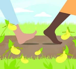Illustration of feet walking on a path with yellow flowers for Giwiidosendamin Certificate Program - we walk together